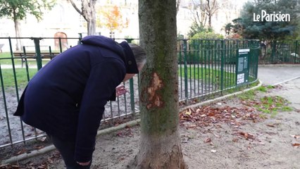 Le mystère des dizaines d'arbres mutilés du XVI arrondissement de Paris
