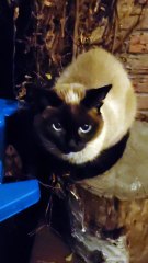 Dinner Done! Time To Relax. Good Night!  #shorts #cat #funnny #viralcats #goodnight #cute