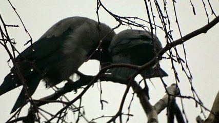 Gråkråkor putsar varandra, sedda från Trumpetaregatan i Örebro 6 Dec. 2025