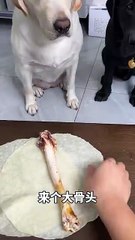 Cute Mexica Plush Dancing Cactus Electric Plush Toy 🐶 #pettrolls #dogpranks #funnypets 🥁 P65 - Funny Daily 5.0 (360p, h264)