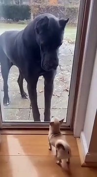 He Barks Like a Tough Guy… Until the Door Opens 😂🐶 Funny Dog Reaction #funny #dog - Mr. Cool (360p, h264)