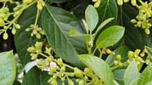 Avocado flowers