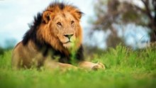 SAVAGE KINGDOM