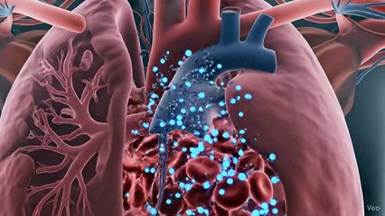 Inside the Human Body: Heartbeat and Blood Flow Visualisation