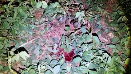 "Vítima apresentava quadro crítico com lesões graves, principalmente no crânio", afirma oficial sobre capotamento na BR-163