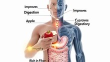 How to work an apple in human body