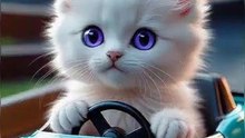 cute kitten car derive ......,😍😋😉amazing