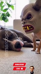 Cachorros Fantasiados de Halloween Assustando Pets Gigantes 😂 (Tentativa Épica!)