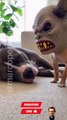 Cachorros Fantasiados de Halloween Assustando Pets Gigantes 😂 (Tentativa Épica!)