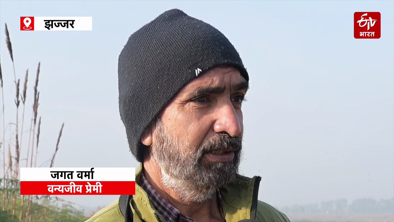 हिमालय को लांघ हरियाणा पहुंचे 'बार हेडेड गूज' बर्ड, ऊंची उड़ान भरने में हैं माहिर, झज्जर में डाला डेरा, देखें वीडियो