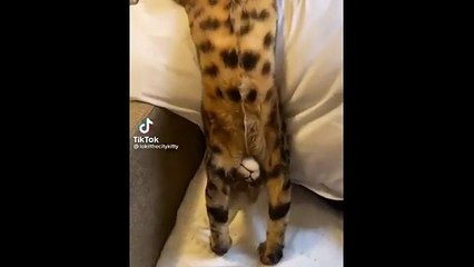 Funniest Cat Reactions Ever 🐱 | Laugh Till You Cry 2025 - 1