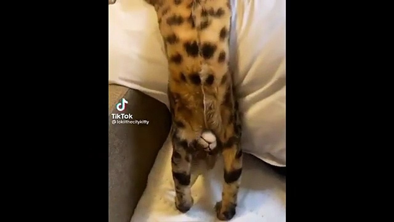 Funniest Cat Reactions Ever 🐱 | Laugh Till You Cry 2025 - 1