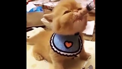 Funniest Cat Reactions Ever 🐱 | Laugh Till You Cry 2025 2 ( 30 min video)