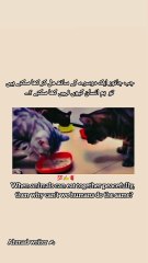 Ahmad Shayari And poetry Heartfelt Urdu And Englis