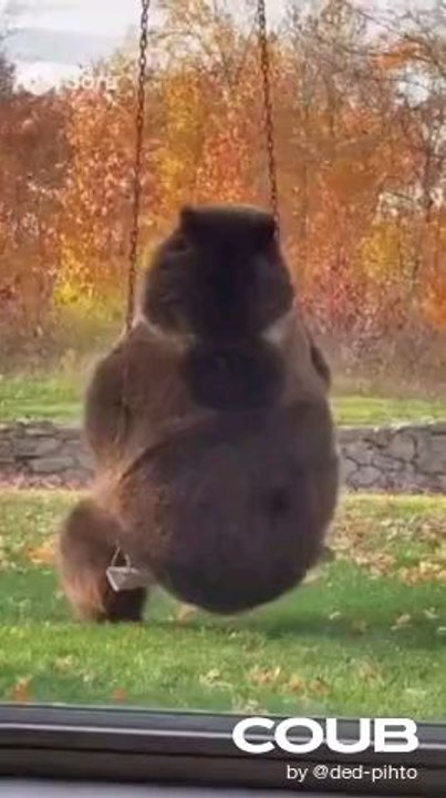 bear