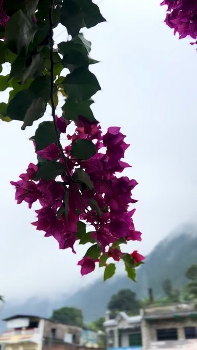 Good Morning Flower