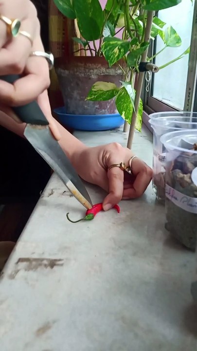 Chili peppers 🌶️