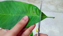 Kulo _ Trays Origami Using Mango Leaf