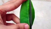 Mango Leaf Toran _ Origami Using Mango Leaf