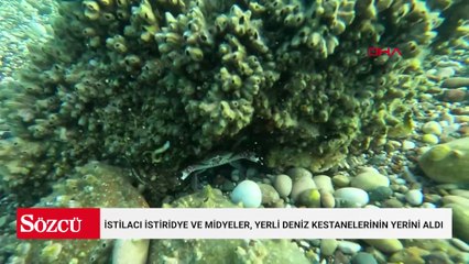 İstilacı istiridye ve midyeler, yerli deniz kestanelerinin yerini aldı