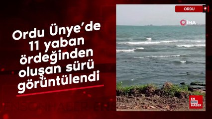Ordu Ünye’de 11 yaban ördeğinden oluşan sürü görüntülendi