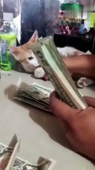 Why need partners when u have a Cat