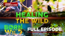 Rescue and Survival- Stories of Endangered Wildlife (Full Episode) | Born to Be Wild