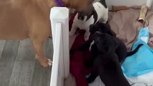 Cutest video EVER!! Peach is so excited to meet the foster puppies