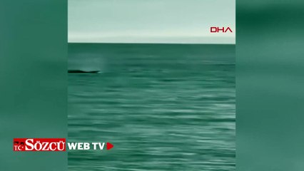 Saros’ta kıyıya yakın yüzen yunus görüntülendi