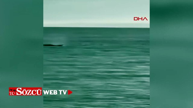Saros’ta kıyıya yakın yüzen yunus görüntülendi