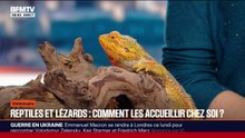 Reptiles, lézards, comment bien les accueillir chez soi