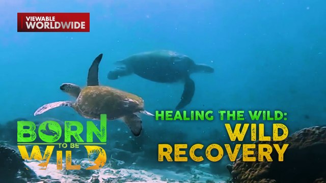 Mula sa endangered ay naging ‘least concern’ na ang mga pawikan at siloy | Born To Be Wild