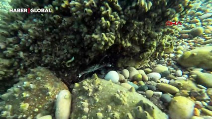 Akdeniz'de istilacı tür alarmı! Yerli deniz kestaneleri tehlikede