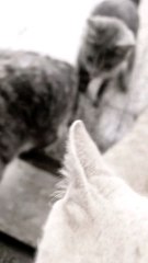 #67 today is raining#76#cats