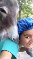 The Moment a Cute Donkey Tries to EAT My Shoulder! 🐴 | Hilarious Pet Interaction