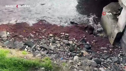 Adres Tekirdağ: Poyraz kıyıya kızıl yosun sürükledi