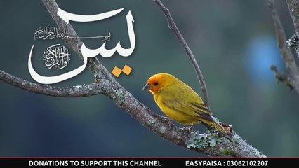 surah yaseen   036 surah Yasin Shareef   by Qari Ali Raza - I LOVE MUHAMMAD ﷺ