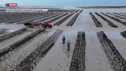 Noël : les huîtres victimes de braquage