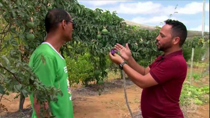 Globo Rural - Destaques do programa 07/12/2025