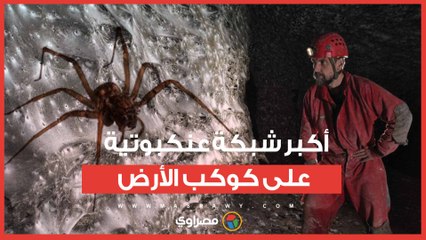 111 ألف عنكبوت.. الكشف عن أكبر شبكة عنكبوتية على كوكب الأرض