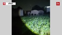 हरिद्वार में हाथियों का उत्पात, कॉलोनी में घुसकर घर की दीवार तोड़ी, खेतों में फसलों को रौंदा