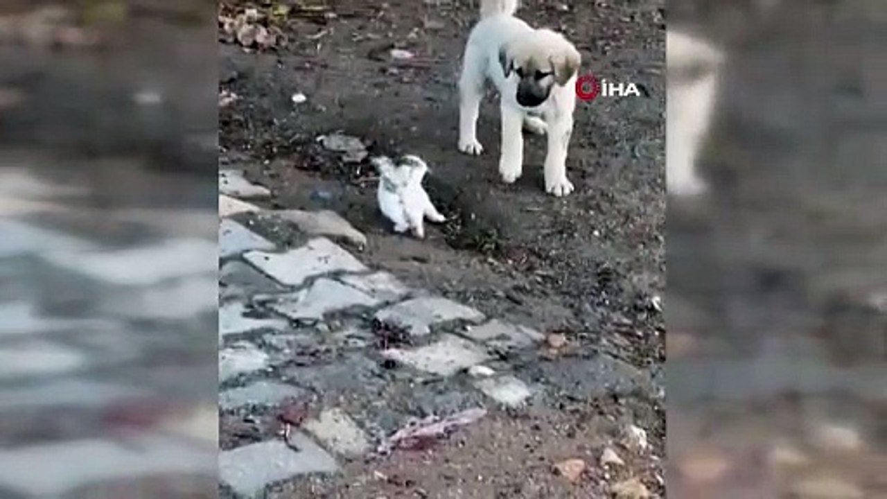 Önce kavga sonra oyun! Yavru kedi ile yavru köpeğin sevimli haller tebessüm ettirdi