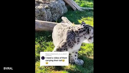 Cute Big Cats Video That You Have To See! 😁 Funniest Wild ANIMAL Videos 2025#funny#video