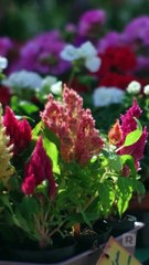 I Flash Married My Best Friend - ReelShort - #abel #shortfilm