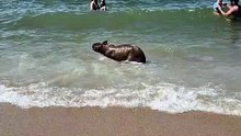 Capivara é flagrada tomando banho de mar em Governador Celso Ramos