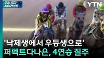 [주간 경마] '낙제생에서 우등생으로' 퍼펙트다나은, 4연승 질주 / YTN