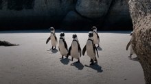 60 हजार से ज्यादा Penguins की मौत क्यों?