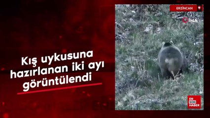 Erzincan’da kış uykusuna hazırlanan iki ayı görüntülendi