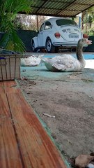 Passou 2025 grato por existir nessa consciência.