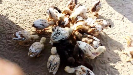 Mianwali aseel murga